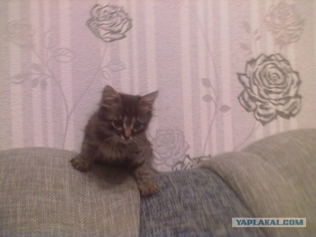Коты и время