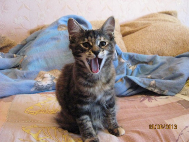 Котовторник 8.10.2013