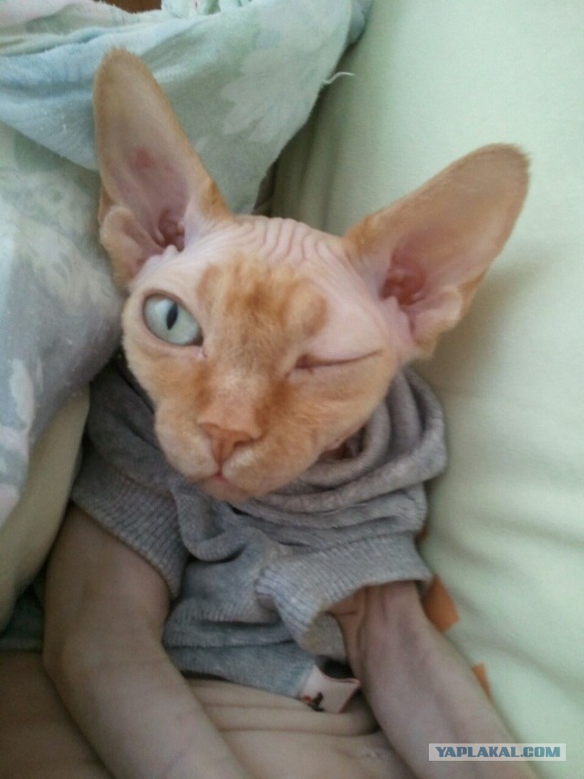 Всё, мне походу пистец!