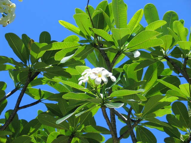 Как я съездил на Сейшелы