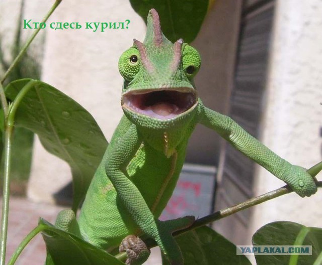 Пох, и так сойдет!