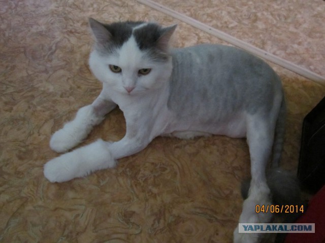Очень злой кот