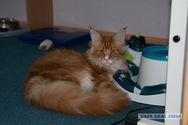 Котовторник 17.06.2014