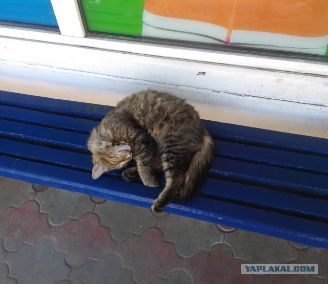 Котовторник 22.07.14