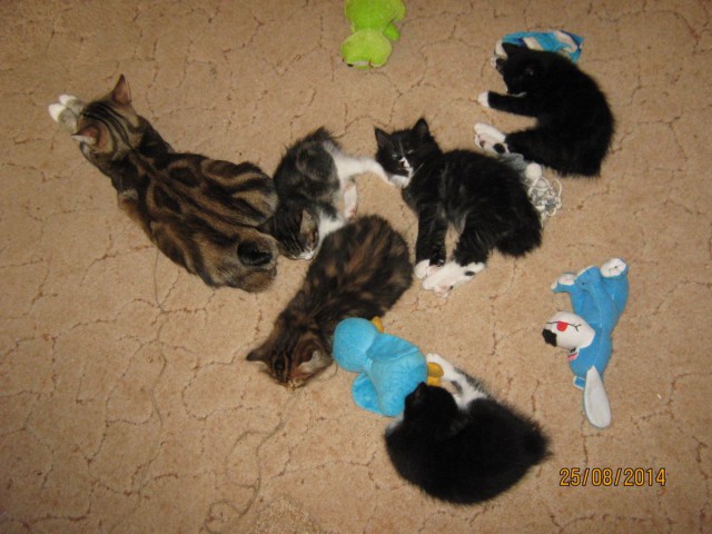 Котовторник 26.08.14.
