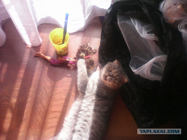 Котовторник 02.09.2014