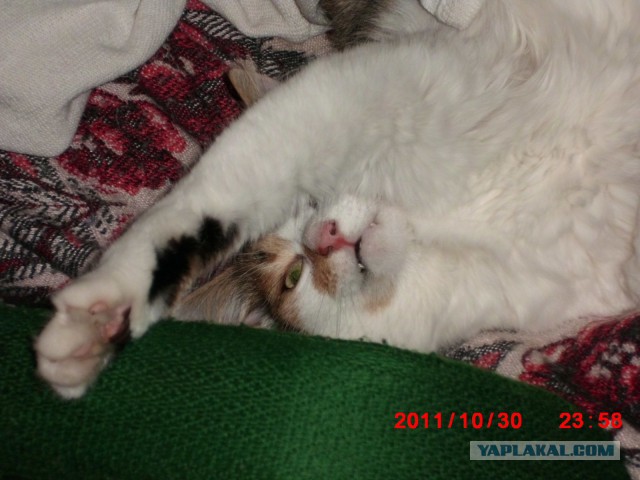 Котовторник 21.10.2014