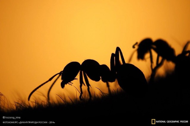 National Geographic,избранное...