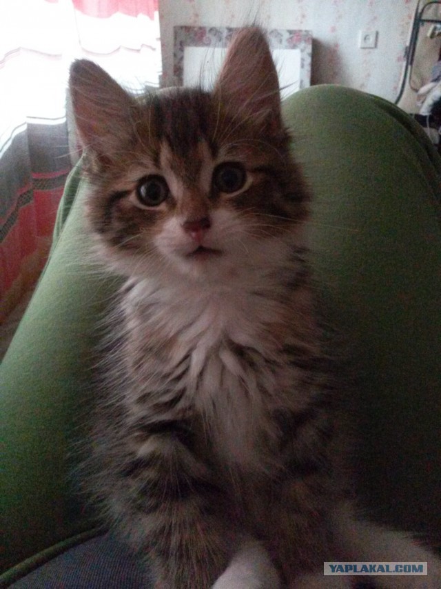 Заклинило нашего кота...