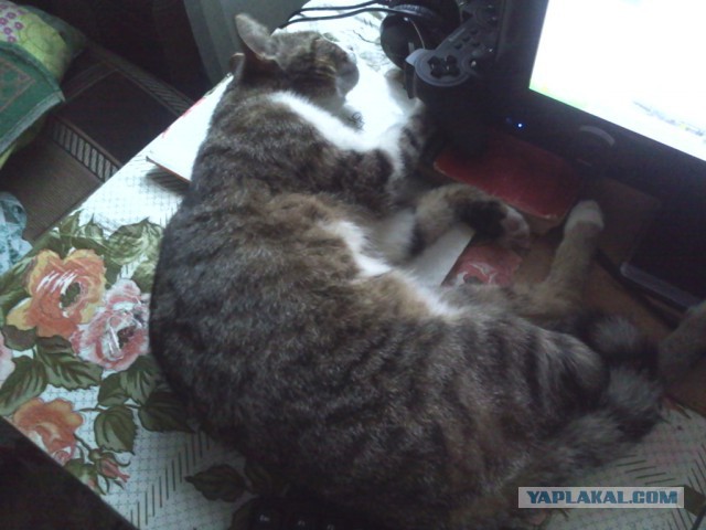 Котовторник   02.06.2015