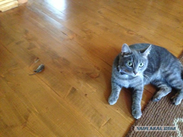 Котовторник