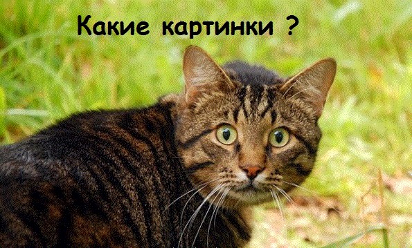 Перформанс на восточной свадьбе