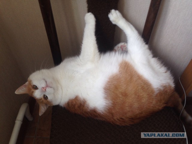 Котовторник наступил!:)