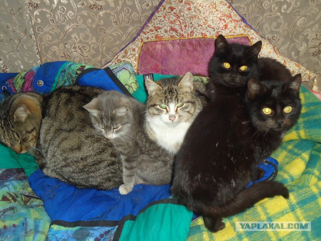 Мой личный котоленд 7