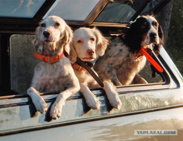 Собакочетверг