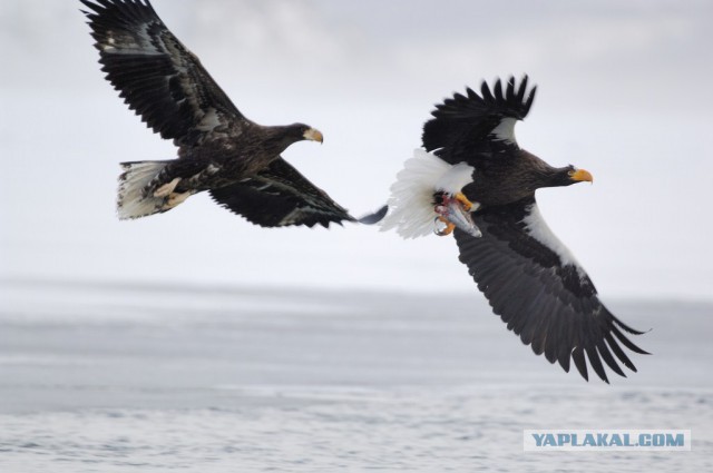 Медведи Камчатки
