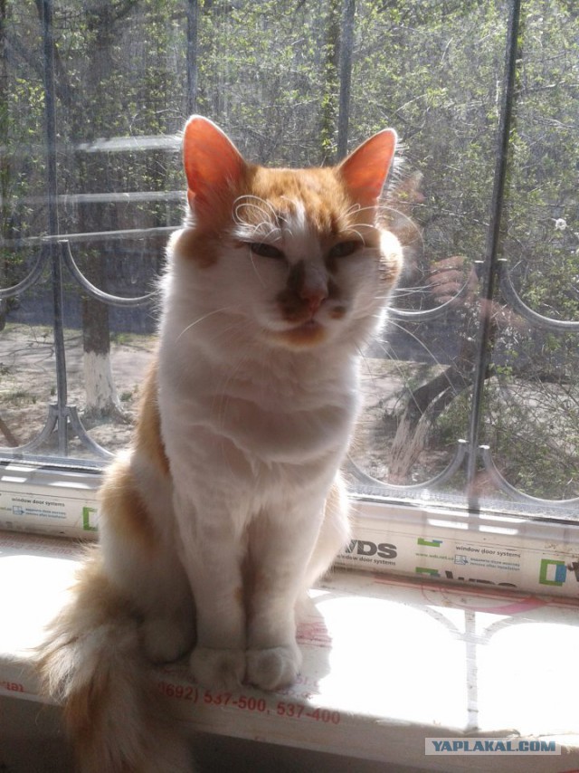 Котовторник  01.03.2016