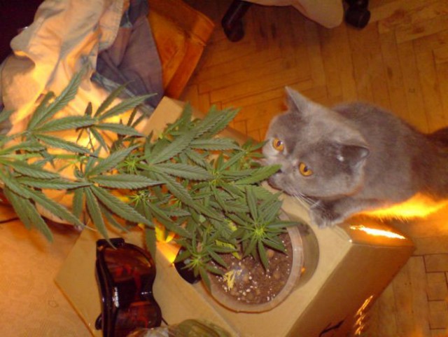 Коты, кошки, котята