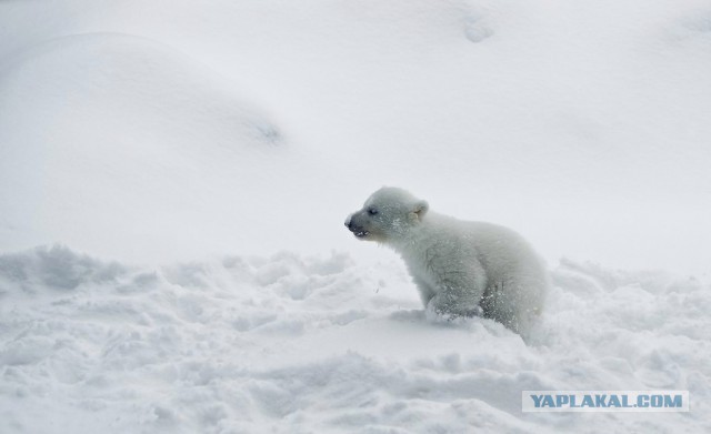 Подборка смешных, не очень и просто красивых фотографий. Часть 2