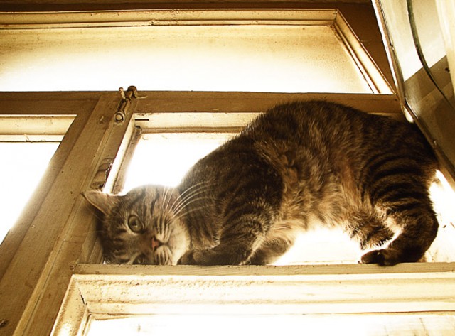 Коты и Кошки