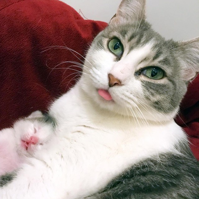 Коты и Кошки