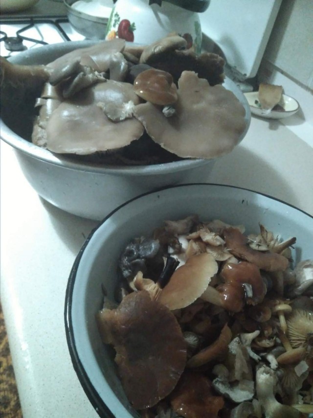 А у нас начало грибного сезона