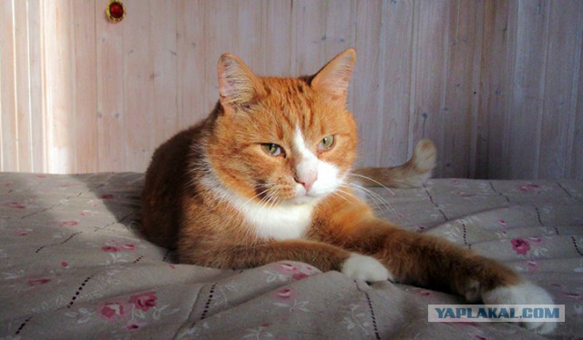 Котовторник 13.03.2018