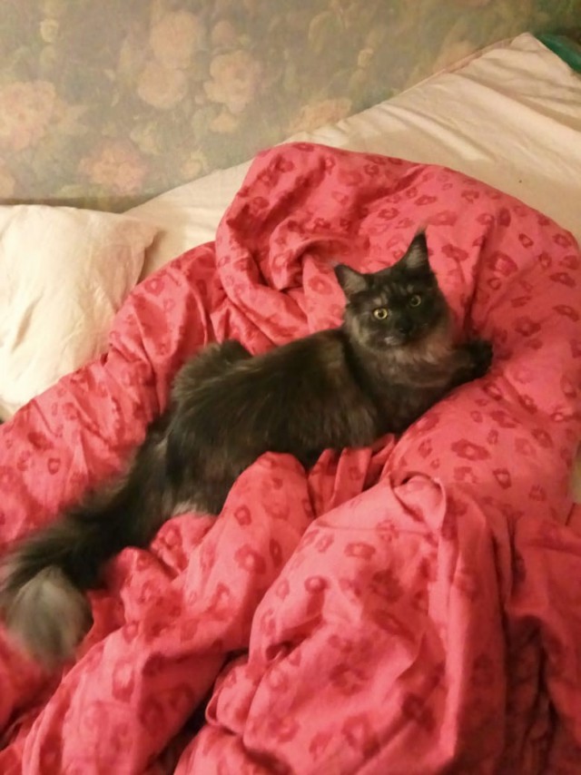 Котовторник 05.06.2018