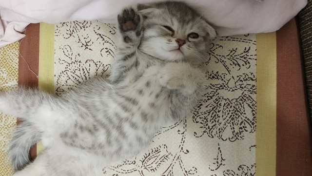 Котовторник  12.06.2018