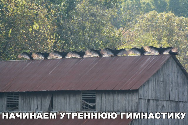 Нестандартный юмор