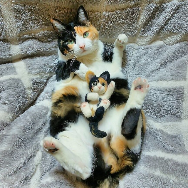 Прикольных котов пост