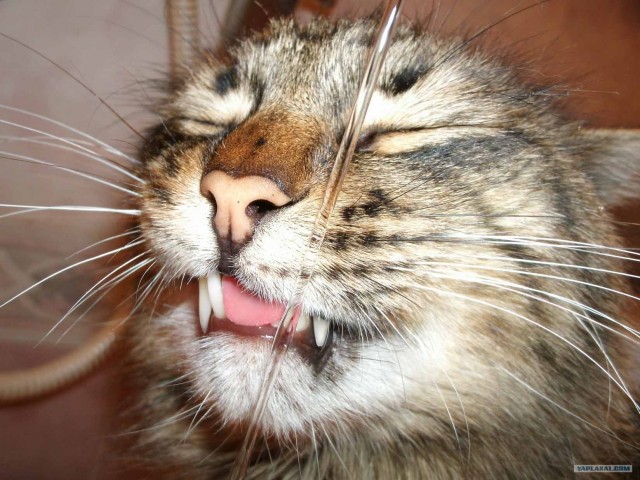 Котовторник на 1-е июня