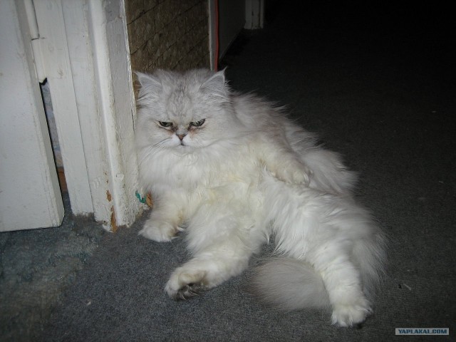 Котовторник!