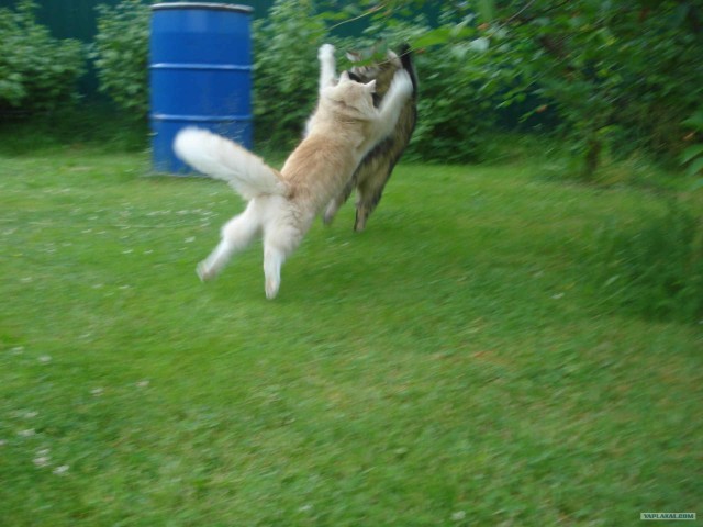 Котовторник (31.01.2012)
