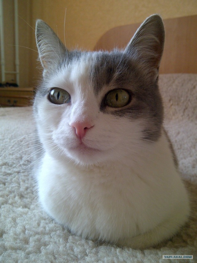 Котовторник 17.04.2012