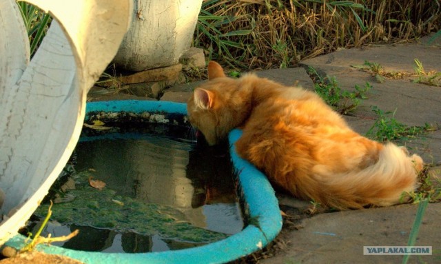 Котовторник 8 мая 2012