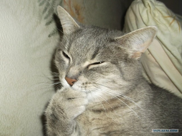 Котовторник  12. 06. 2012