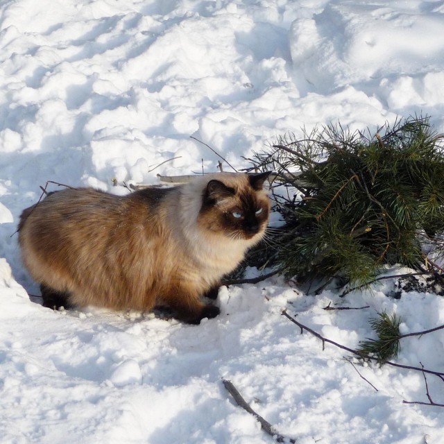 Зимние коты