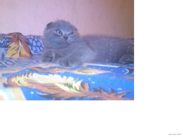 Котовторник на 26.06.12