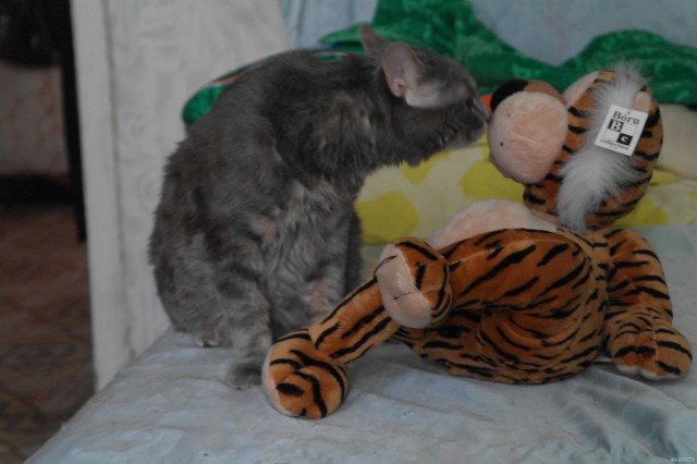 Котовторник 10. 07. 2012