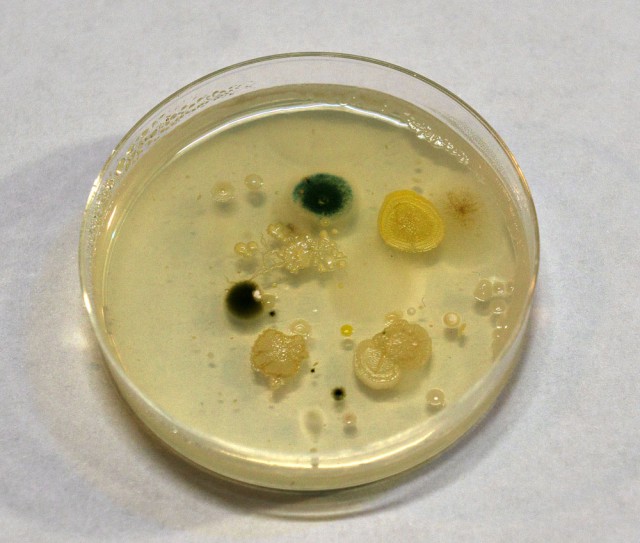 Бактерии вокруг нас