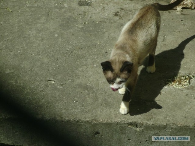 Котовторник  16.10.12
