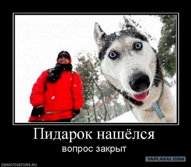 Однажды на выставке собак