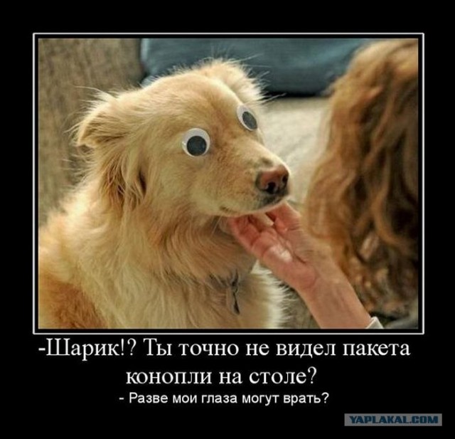 Человек, который живет в лесу и делает сайты.