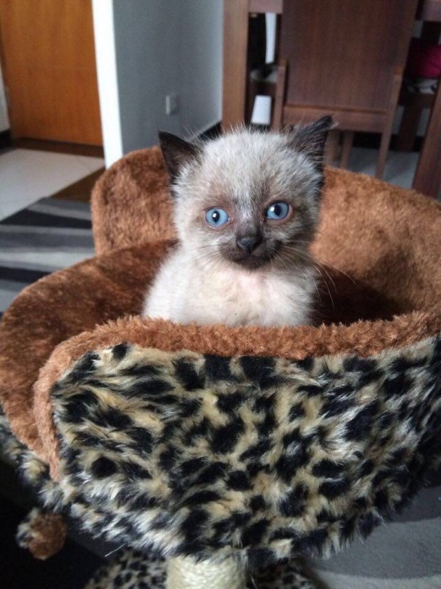 Забавные фото котеек