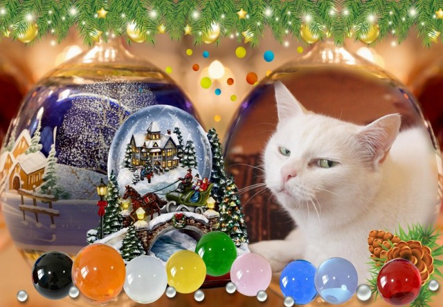 Котовторник *новогодний* 31/12/2019