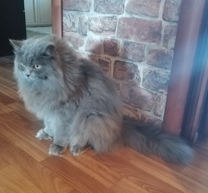 Коты-буддисты