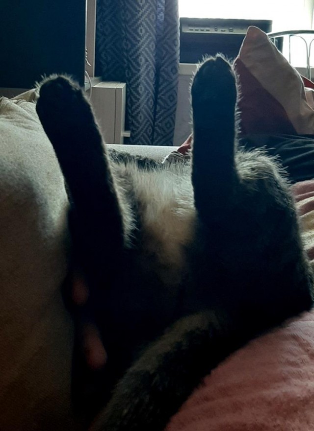 Давайте по котикам, которые с нами на самоизоляции