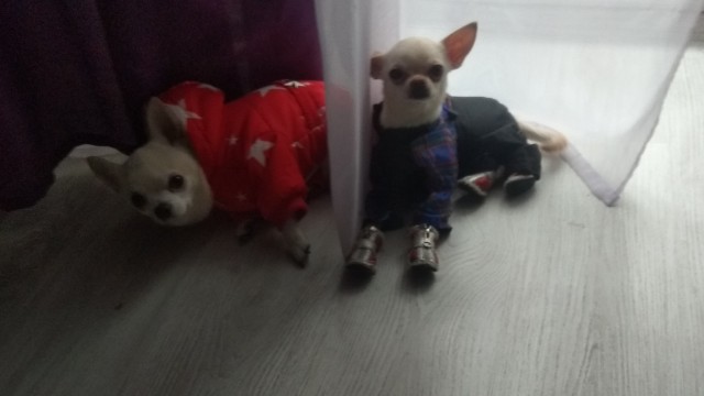 К собакочетвергу
