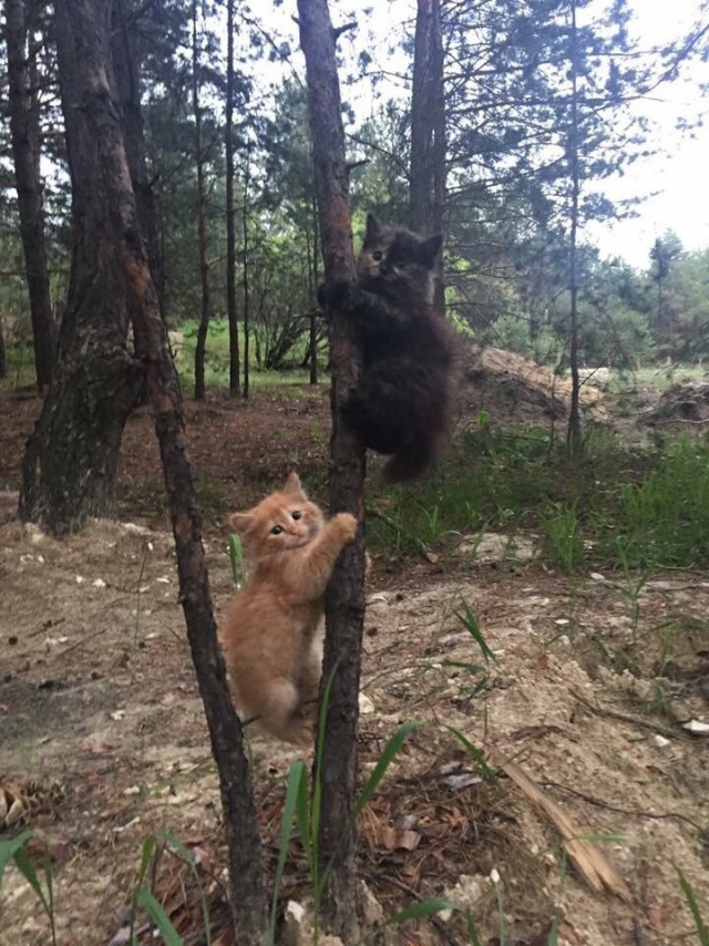 Эти забавные животные